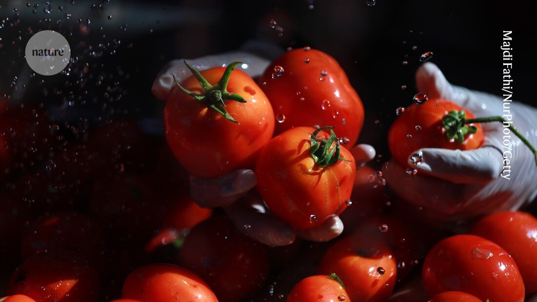 Forscher haben mit CRISPR Tomaten gezüchtet, die durch Genbearbeitung um bis zu 30% süßer sind. Ein Durchbruch für den Geschmack!