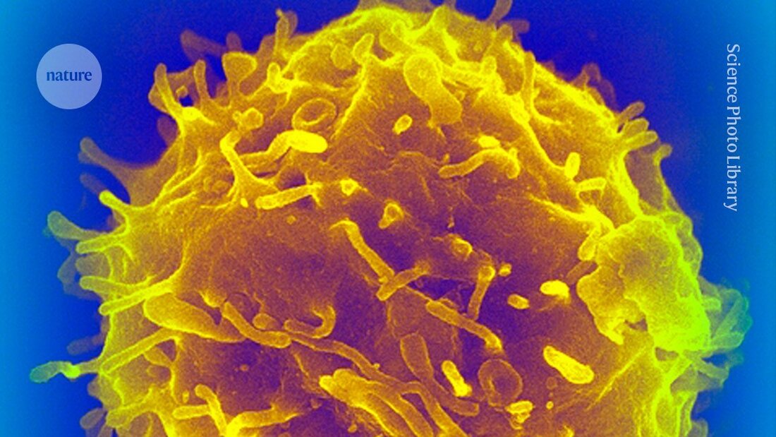 Eine aktuelle Studie zeigt, dass Stammzelltransplantationen kein erhöhtes Krebsrisiko bei langjährigen Empfängern zur Folge haben.