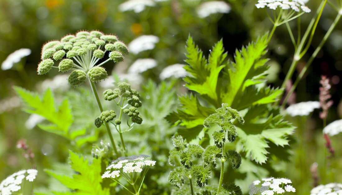 Erfahren Sie, wie Frauenmantel und Schafgarbe in der Frauenheilkunde wirken, welche Wirkstoffe sie enthalten und wie sie angewendet werden.