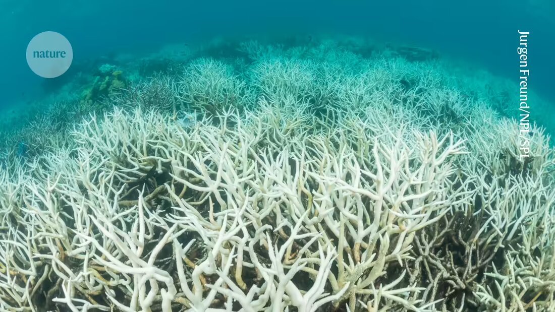 Erfahren Sie mehr über die neueste Studie zum Korallenbleichen im Great Barrier Reef und die schockierenden Auswirkungen des Klimawandels auf dieses wertvolle Ökosystem.