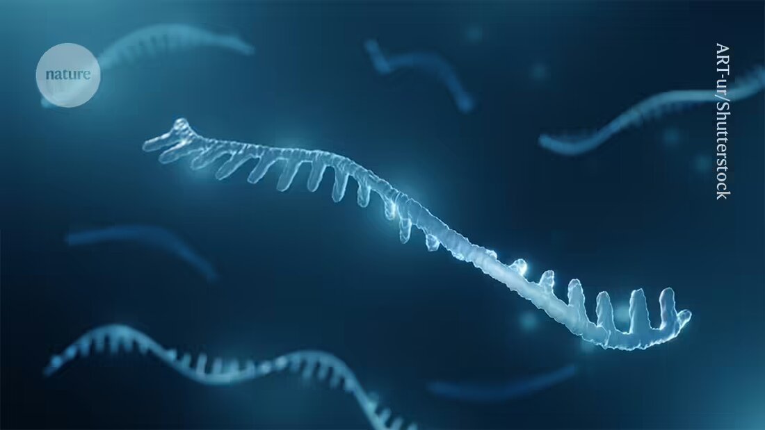 Der Nobelpreis für Mikro-RNAs wirft Fragen auf: Wann werden diese molekularen Entdeckungen als Medikamente eingesetzt?