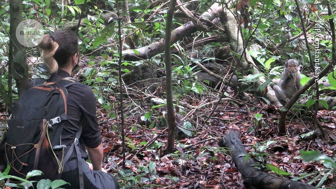 Eine neue Studie entdeckt, dass ein Eichhörnchen als tierische Quelle von Mpox identifiziert wurde, was neue Erkenntnisse zur Krankheit liefert.