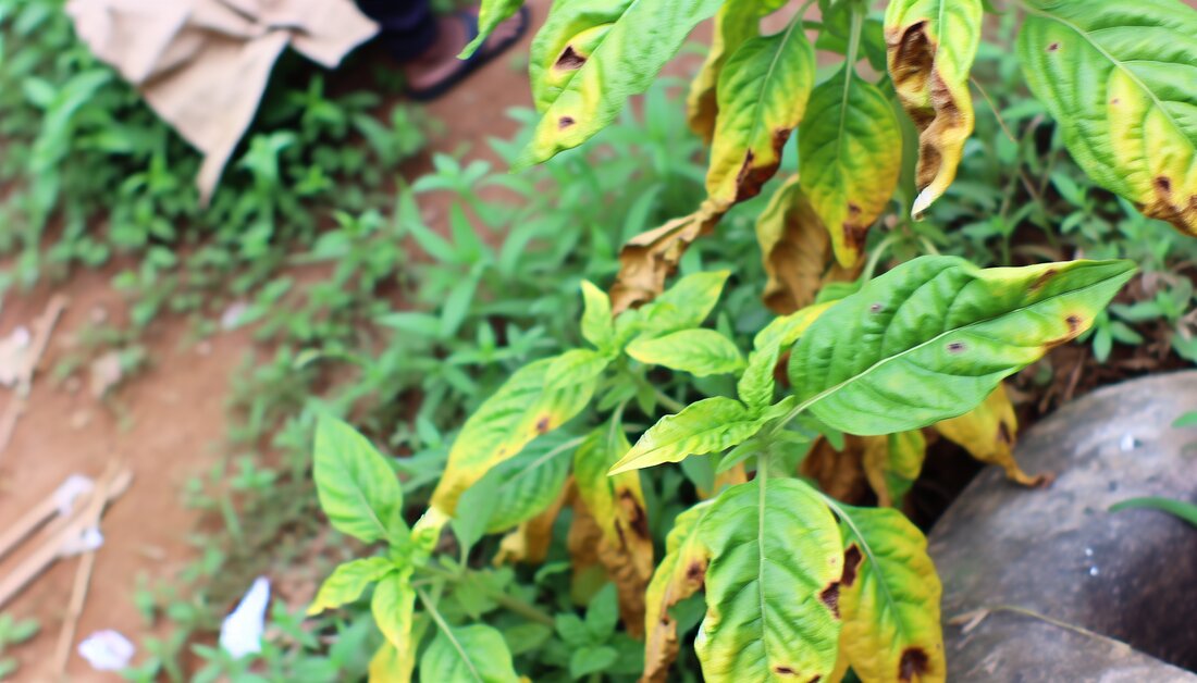 Erfahren Sie, wie Eisenmangel Pflanzen schädigt, Symptome erkennt werden und welche Strategien zur Verbesserung der Eisenaufnahme helfen.