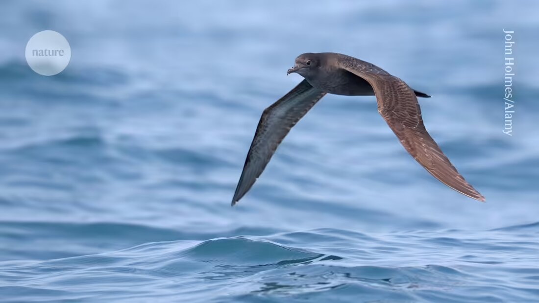 Australien bleibt von der gefährlichen Vogelgrippe verschont. Wissenschaftler untersuchen, warum dieses Virus bisher nicht eingetroffen ist.