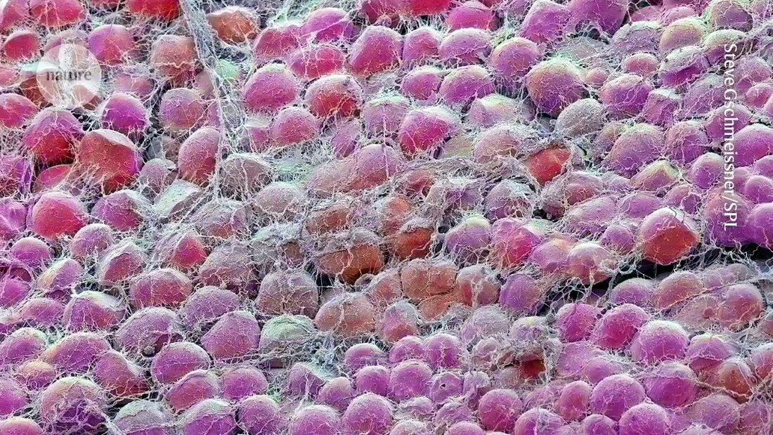 Eine umfassende Studie zeigt, dass reduzierte Kalorienzufuhr bei Mäusen nicht nur das Gewicht, sondern auch die Lebensspanne beeinflusst. Entdecken Sie die komplexen Zusammenhänge zwischen Ernährung, Immunität und Langlebigkeit.